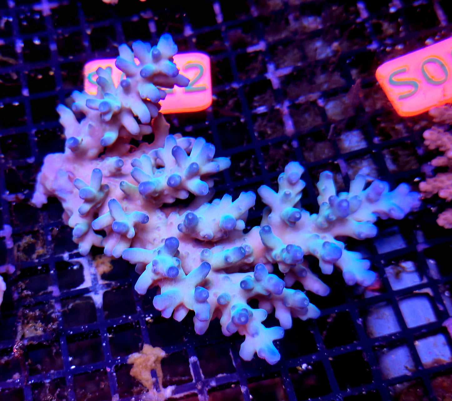 Australian SPS Colony S001p