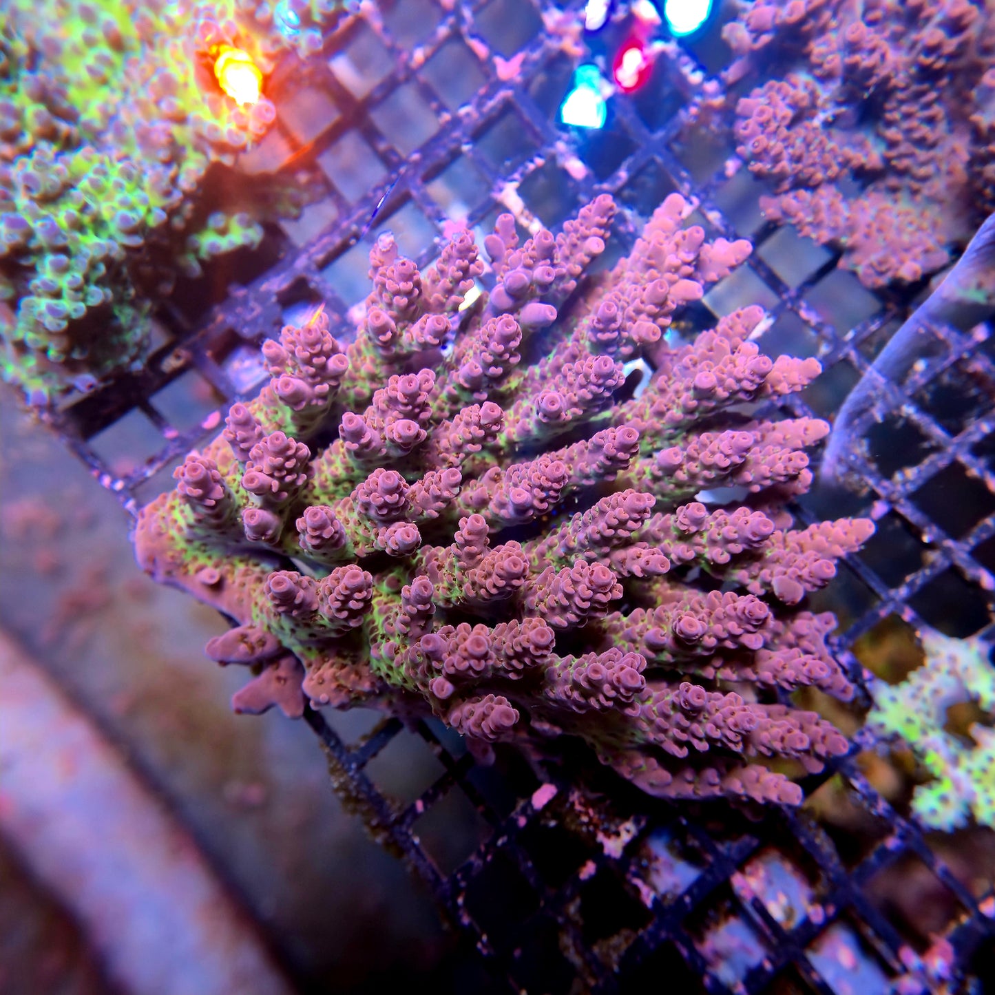 Aussie SPS Colony - Coral Farm Kuwait