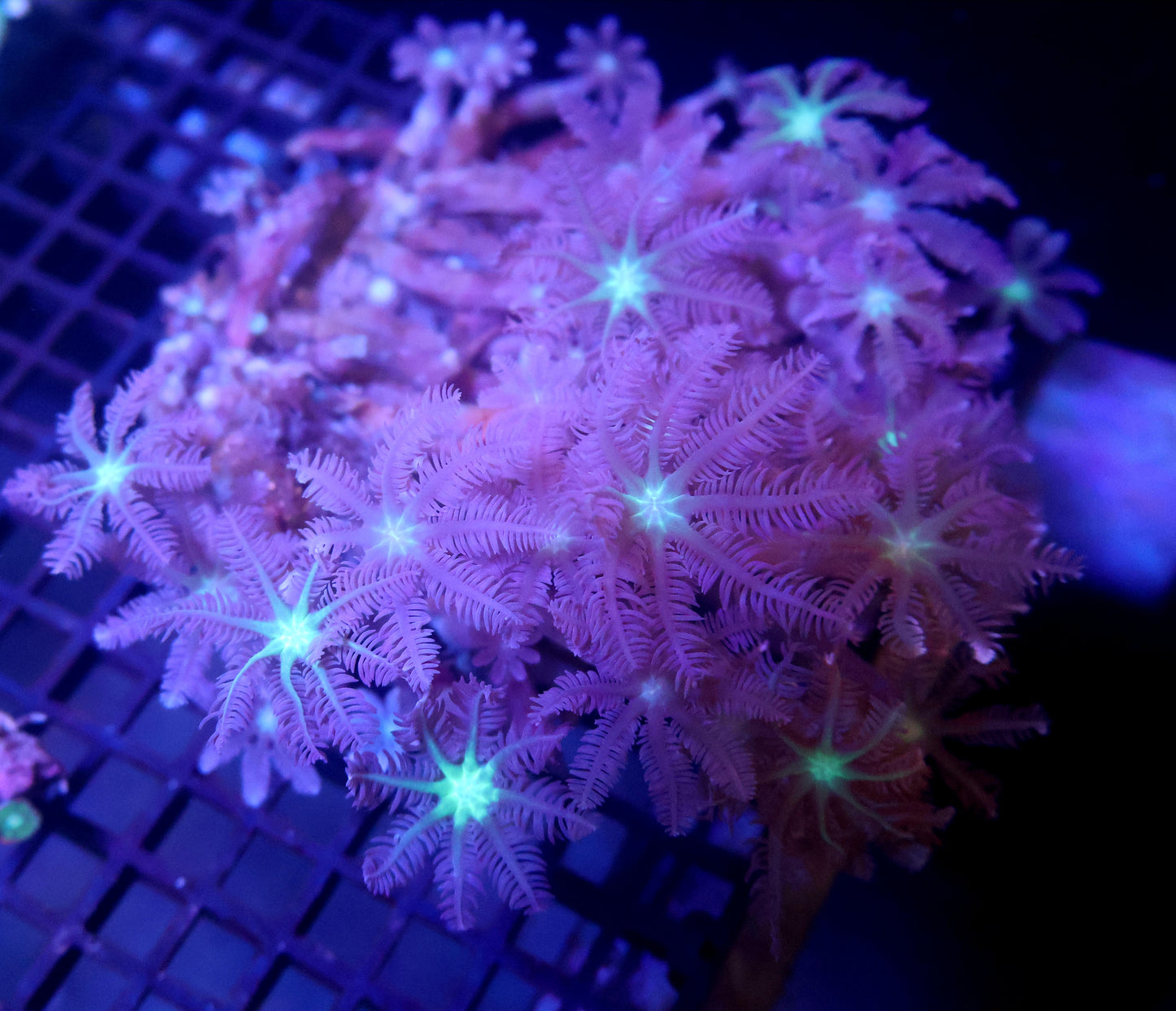 Clove Polyps