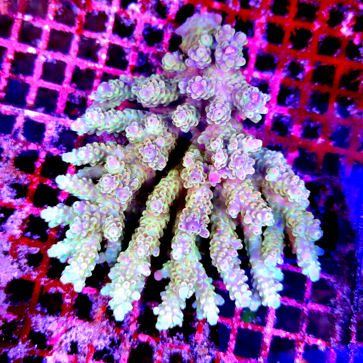 Australian Yellow Acropora Colony A4