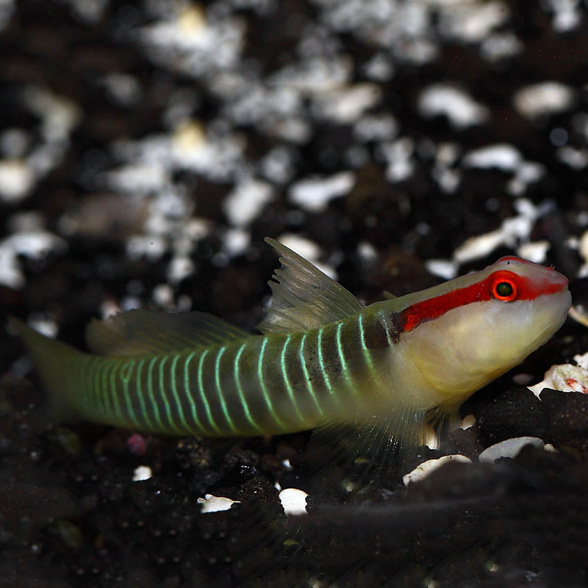 Green Banded Goby
