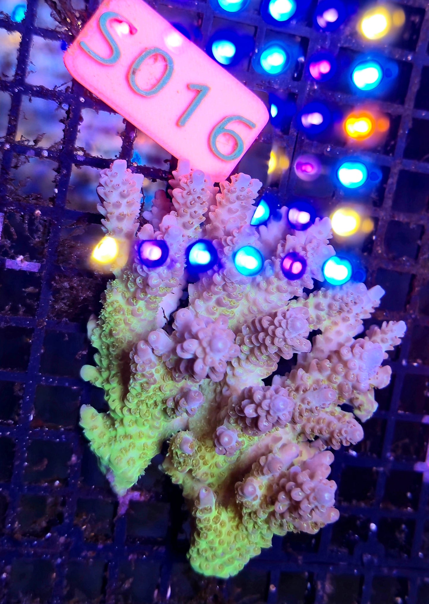 Australian SPS Colony S016p