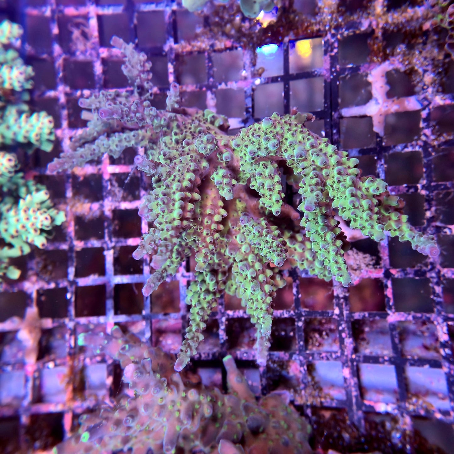 Aussie SPS Colony - Coral Farm Kuwait