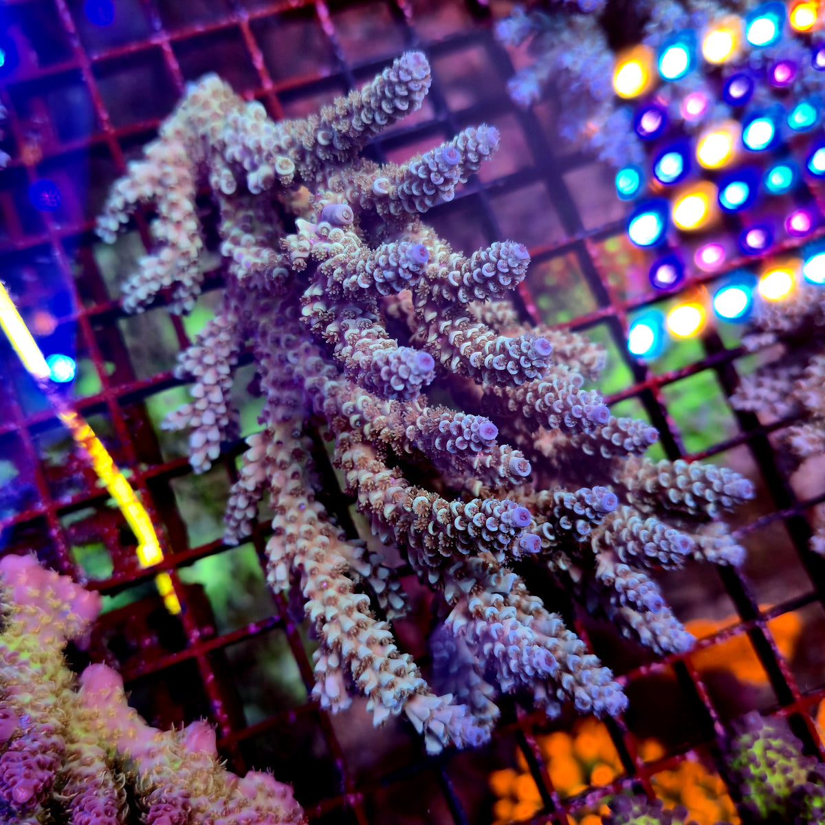 Australian Acropora Colony B5