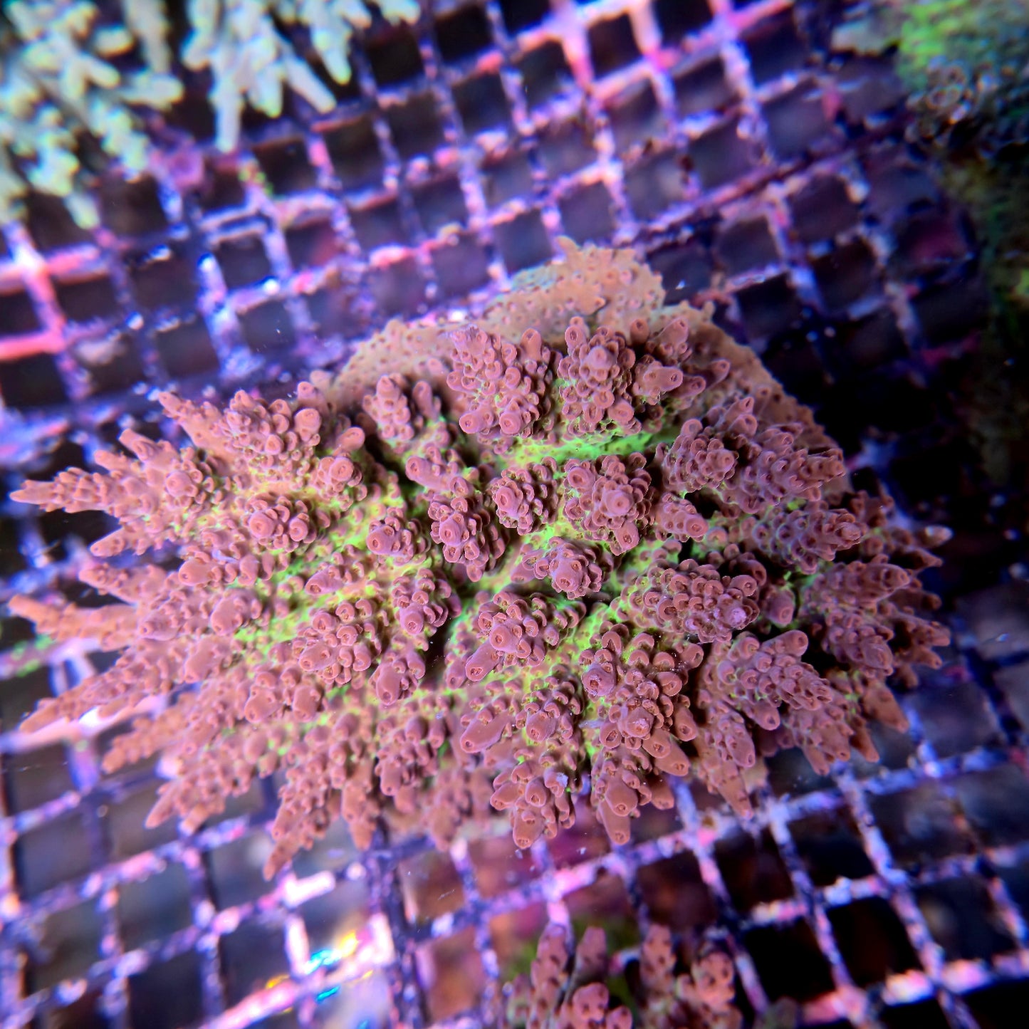 Aussie SPS Colony - Coral Farm Kuwait