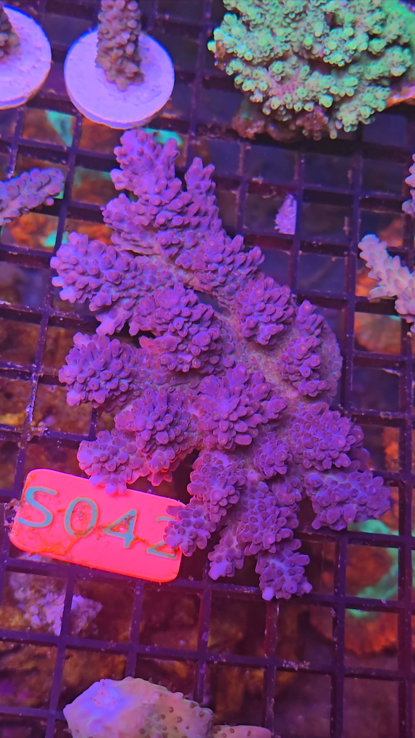 Australian SPS Colony S042p