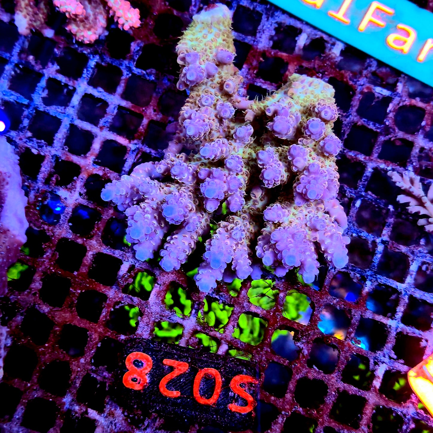 Australian SPS S028