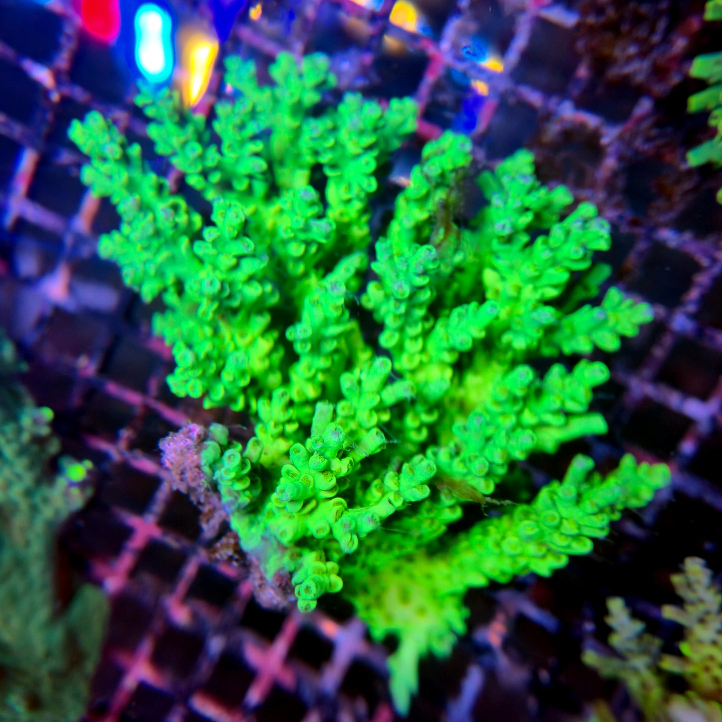 Aussie SPS Colony - Coral Farm Kuwait