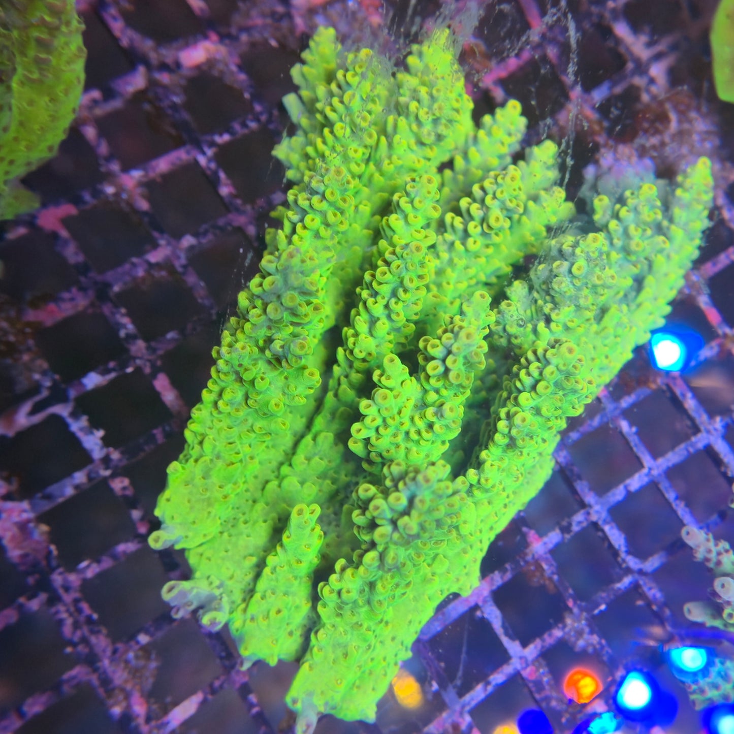 Aussie SPS Colony - Coral Farm Kuwait