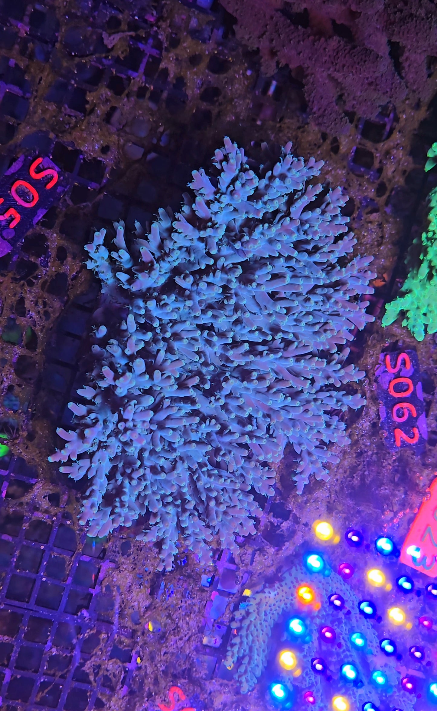 Australian SPS Colony S051