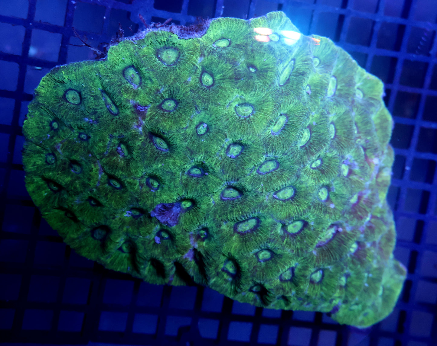 W6 Moon Coral Ultra Favia
