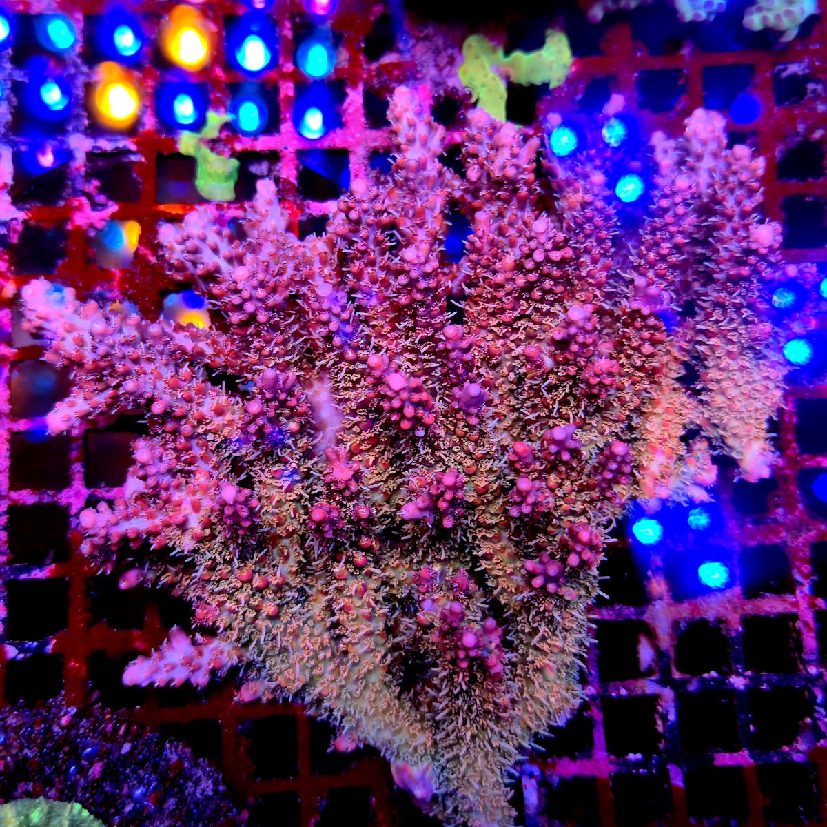 Australian Acropora Colony C2