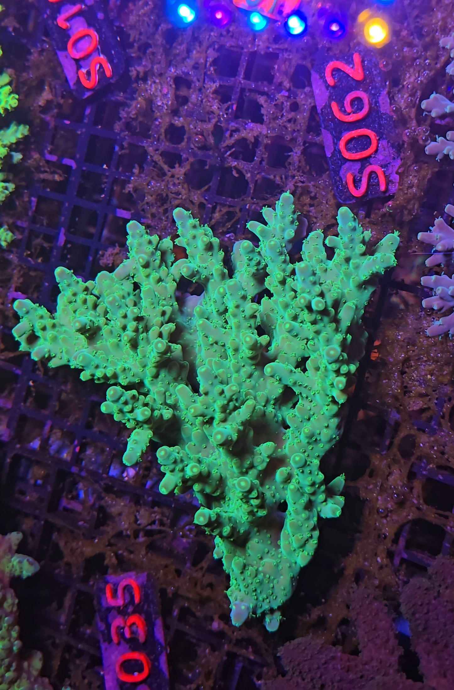 Australian SPS Colony S062