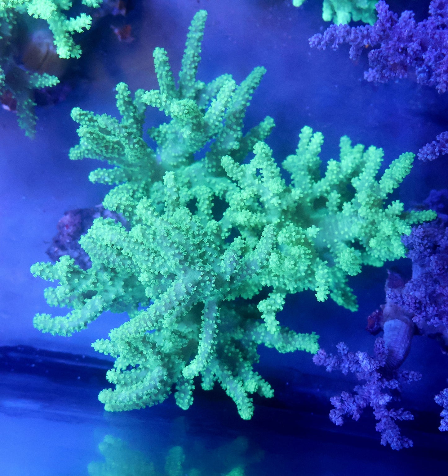 Sinularia Finger Leather Coral