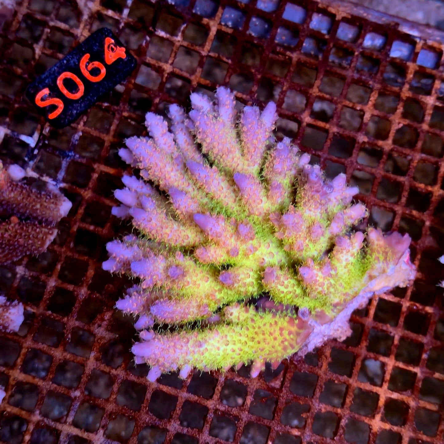 Australian SPS S064