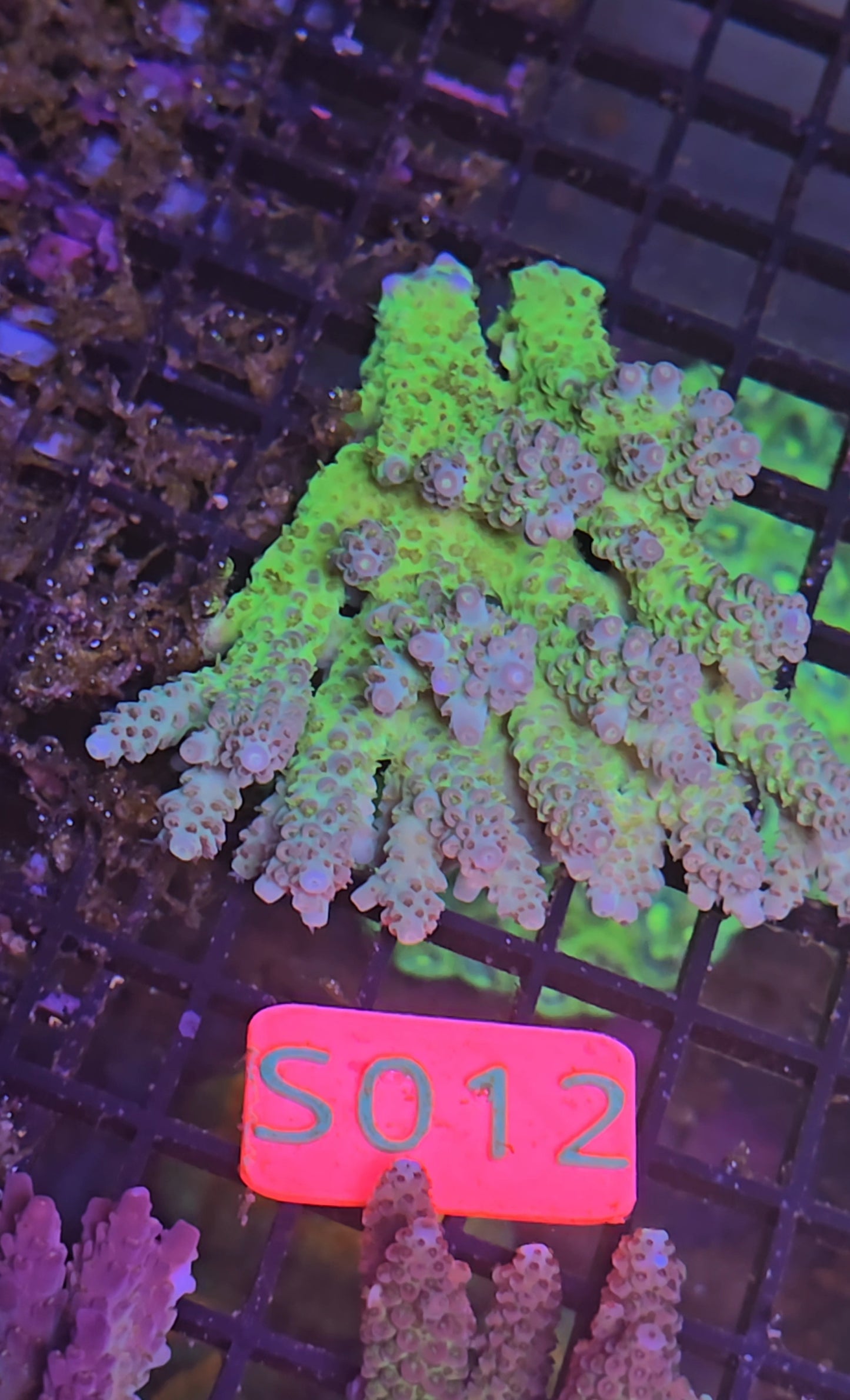 Australian SPS Colony S012p