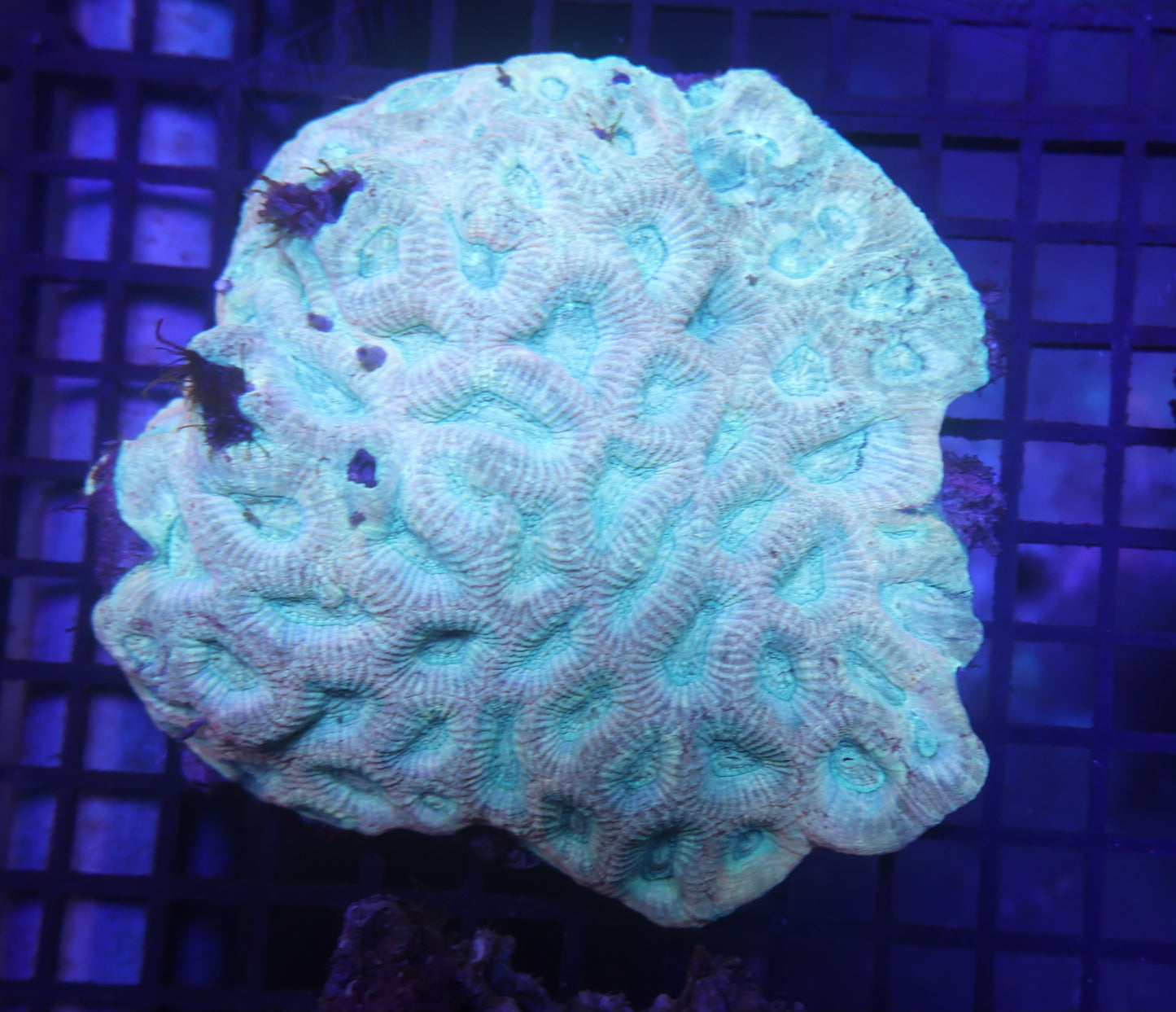 V5 Florescent Green Favia - Coral Farm Kuwait