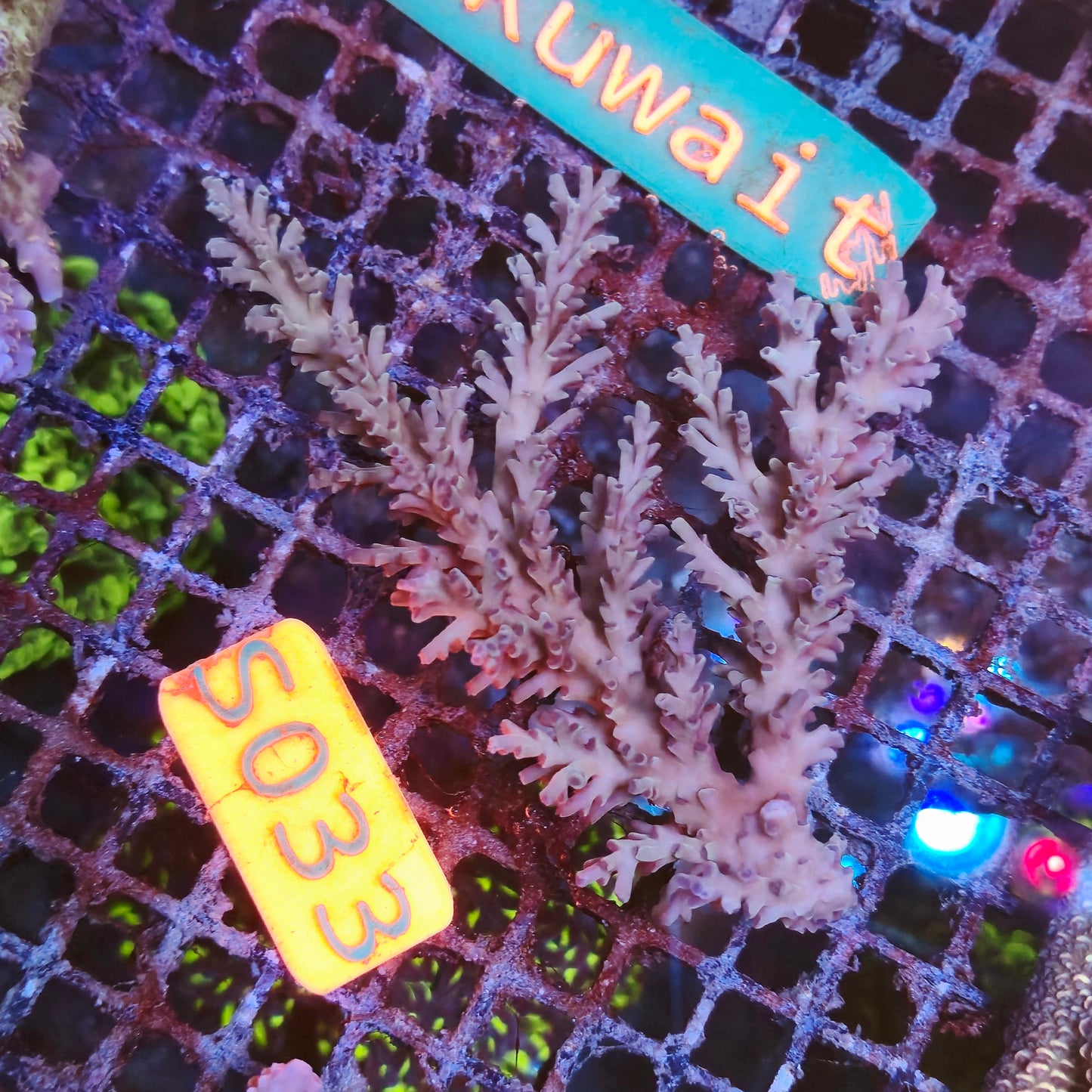Australian SPS S033