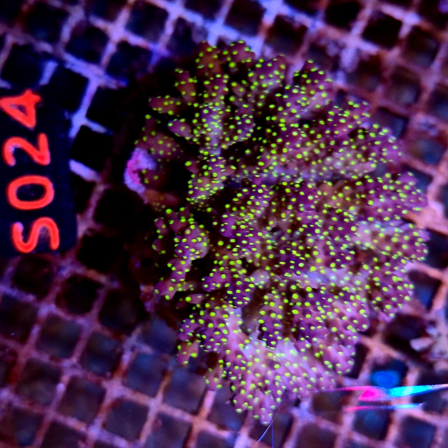 Australian SPS S025
