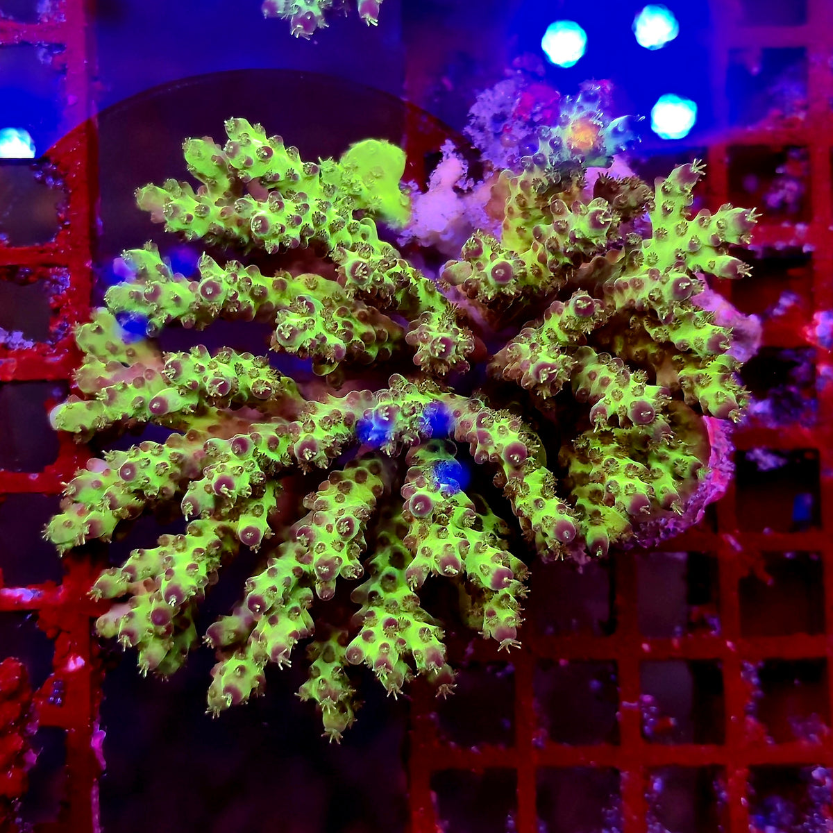 Australian Acropora Colony D5