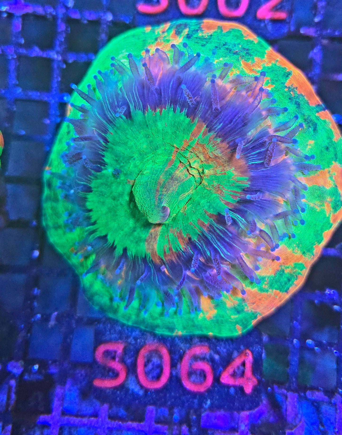Scolymia Australis s064a