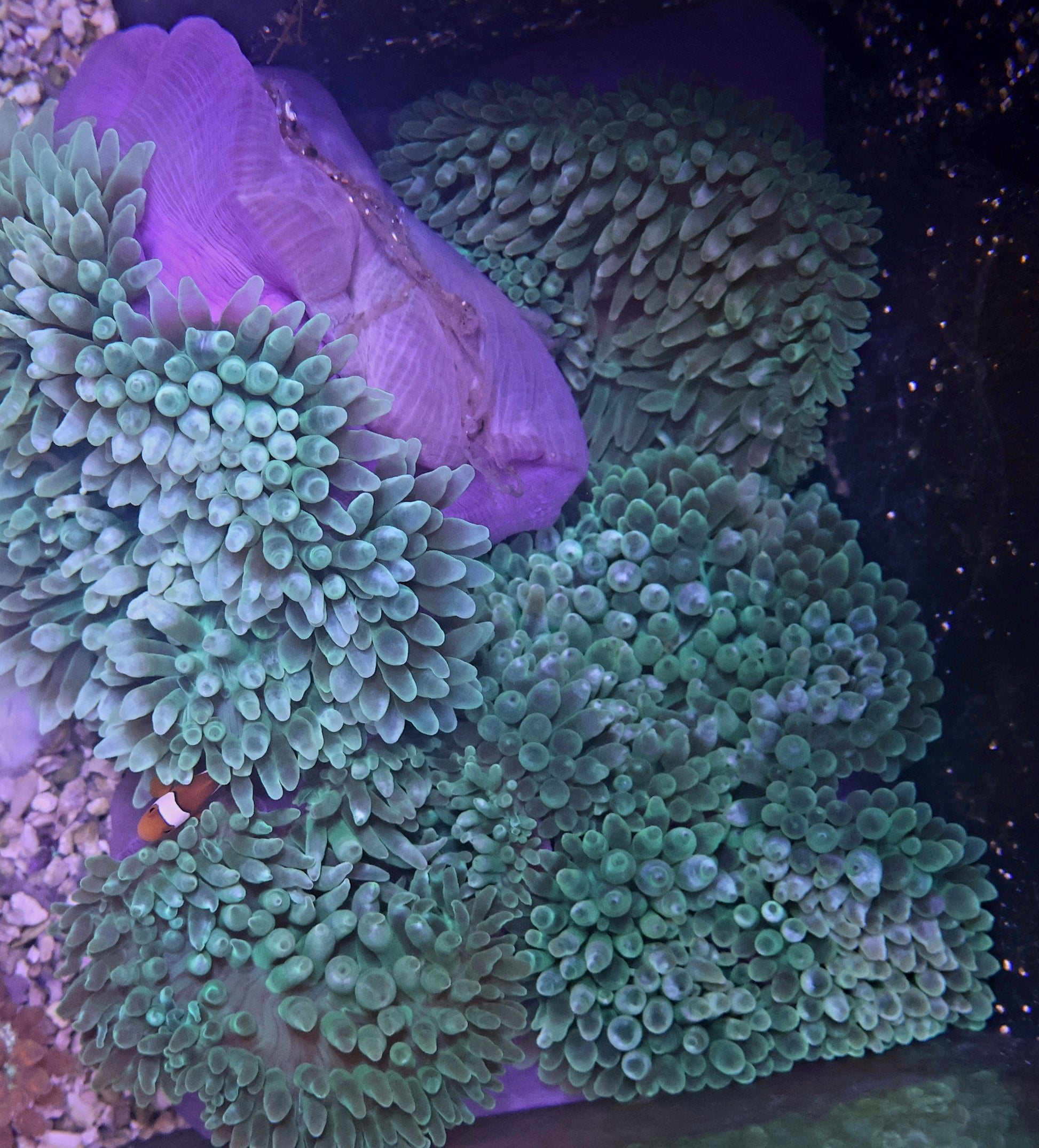 Australian Purple Base Bubble Tip Anemone S,M,L - Coral Farm Kuwait