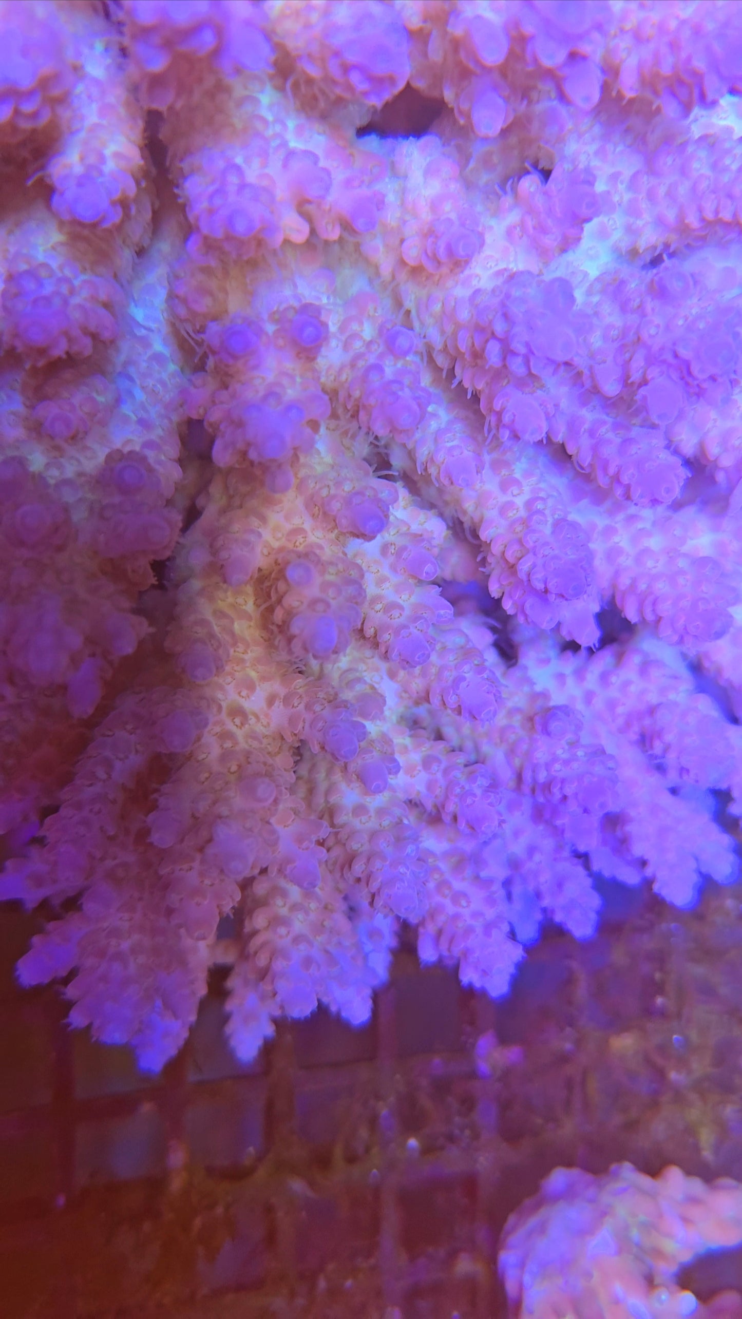 Australian SPS Colony S013p