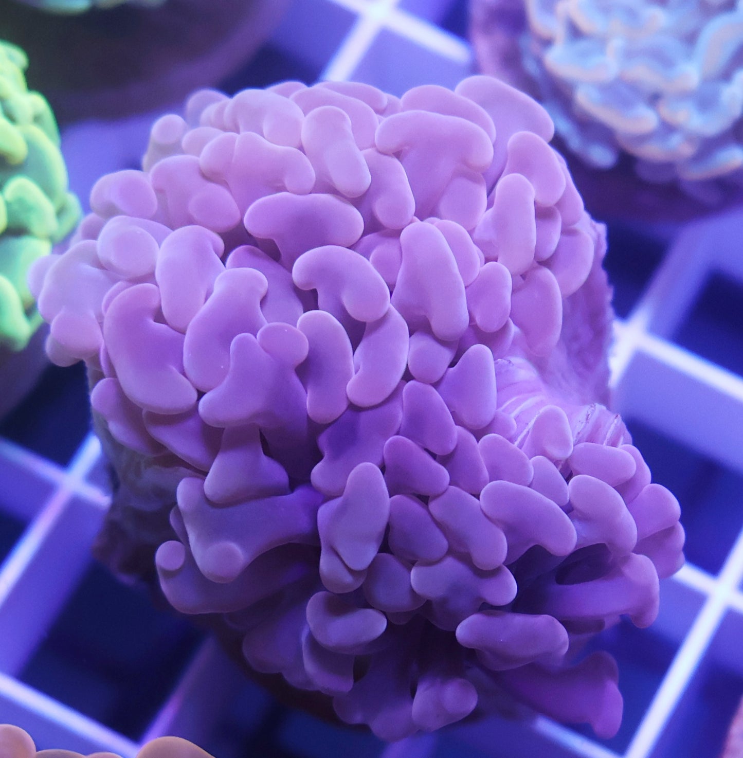 A Grade Orange Hammer FRAG