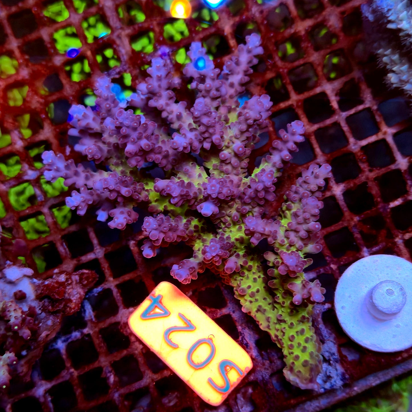 Australian SPS S024