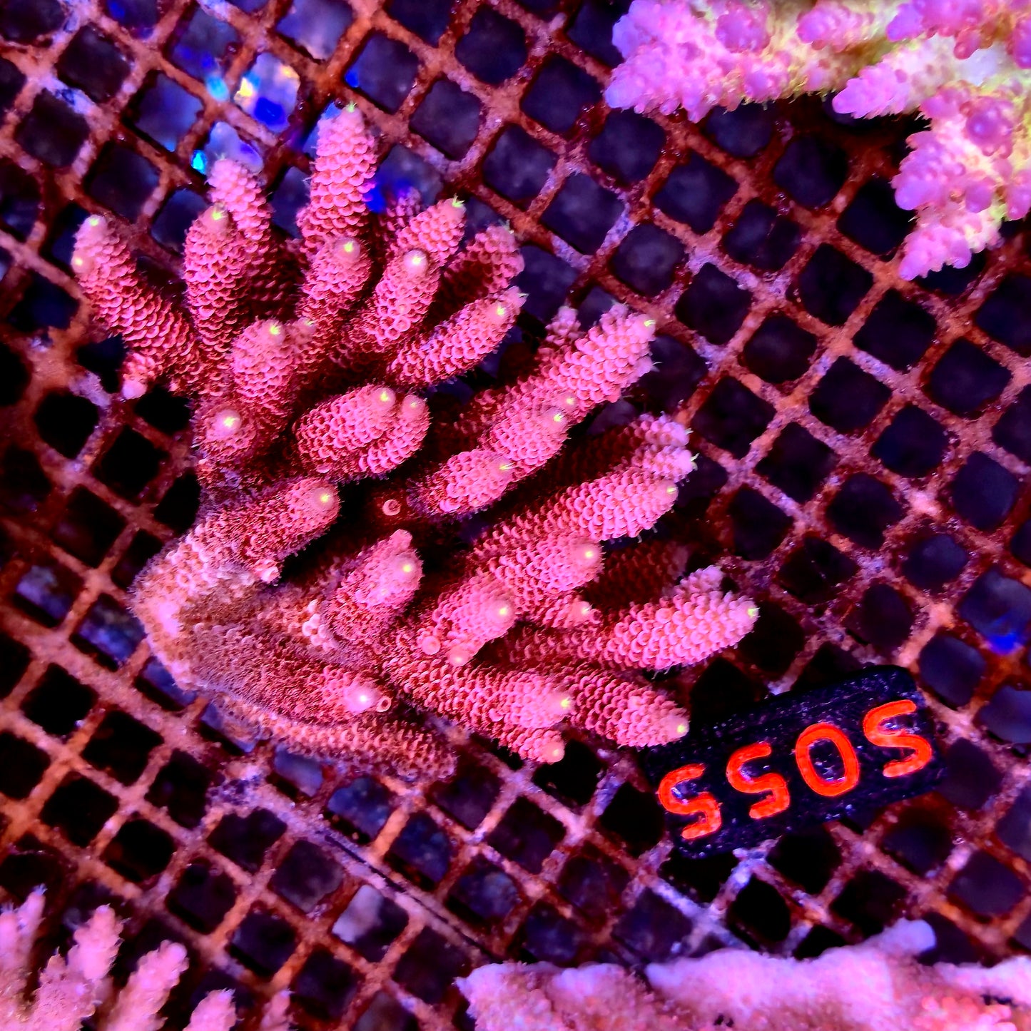 Australian SPS S055