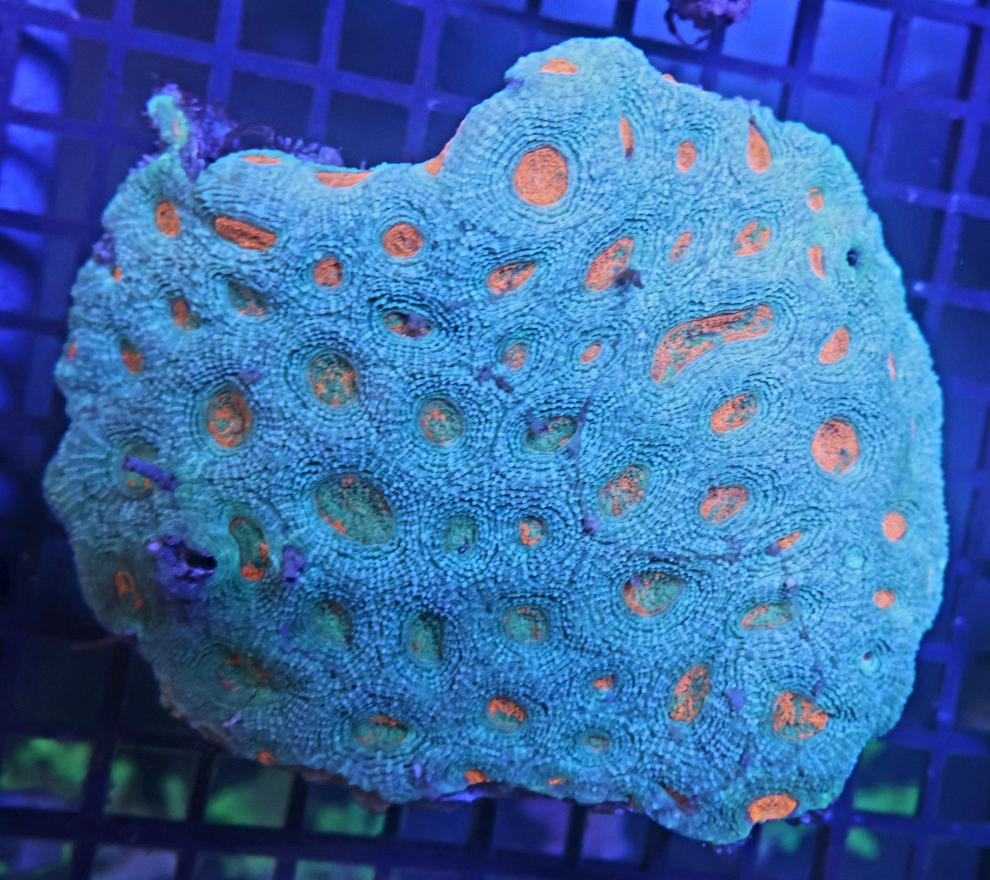 V7 Florescent Green/Orange Favia