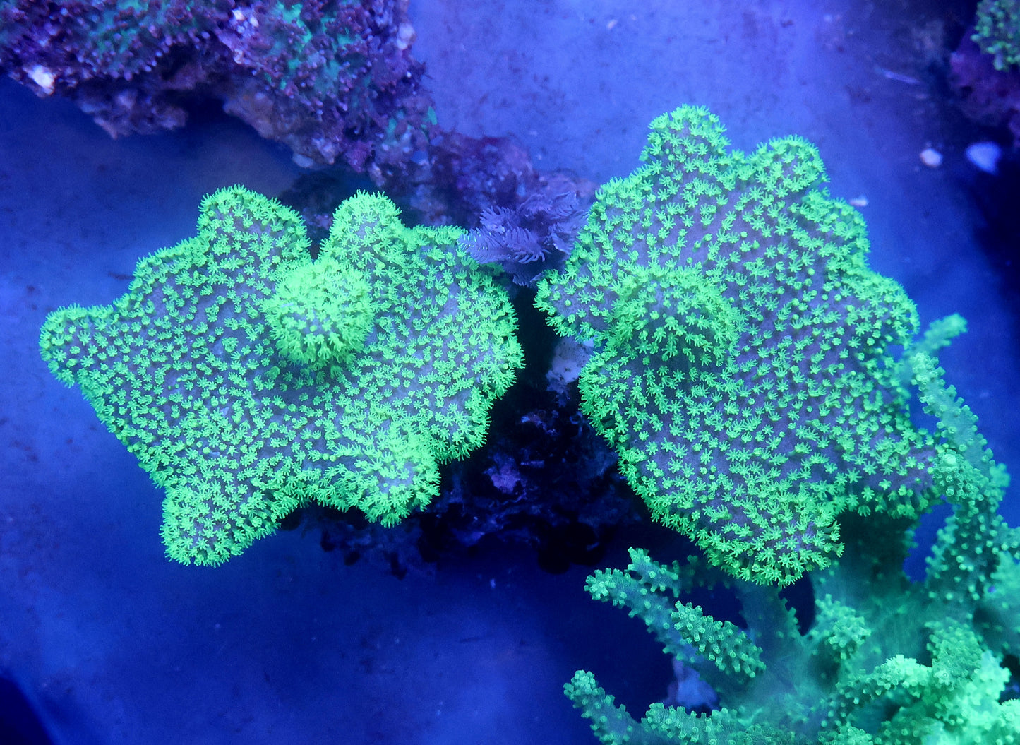 Neon Green Toadstool Coral