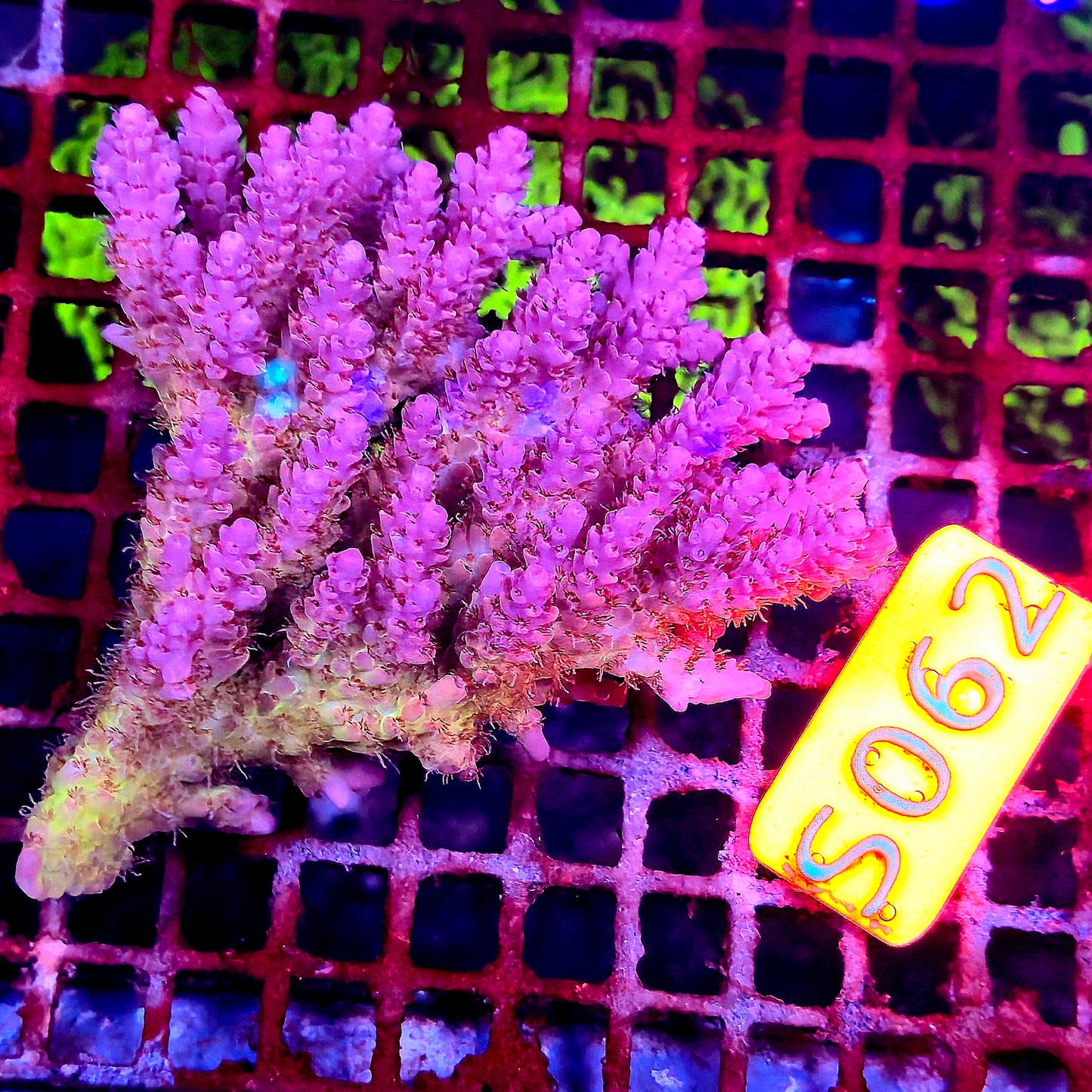 Australian SPS S062