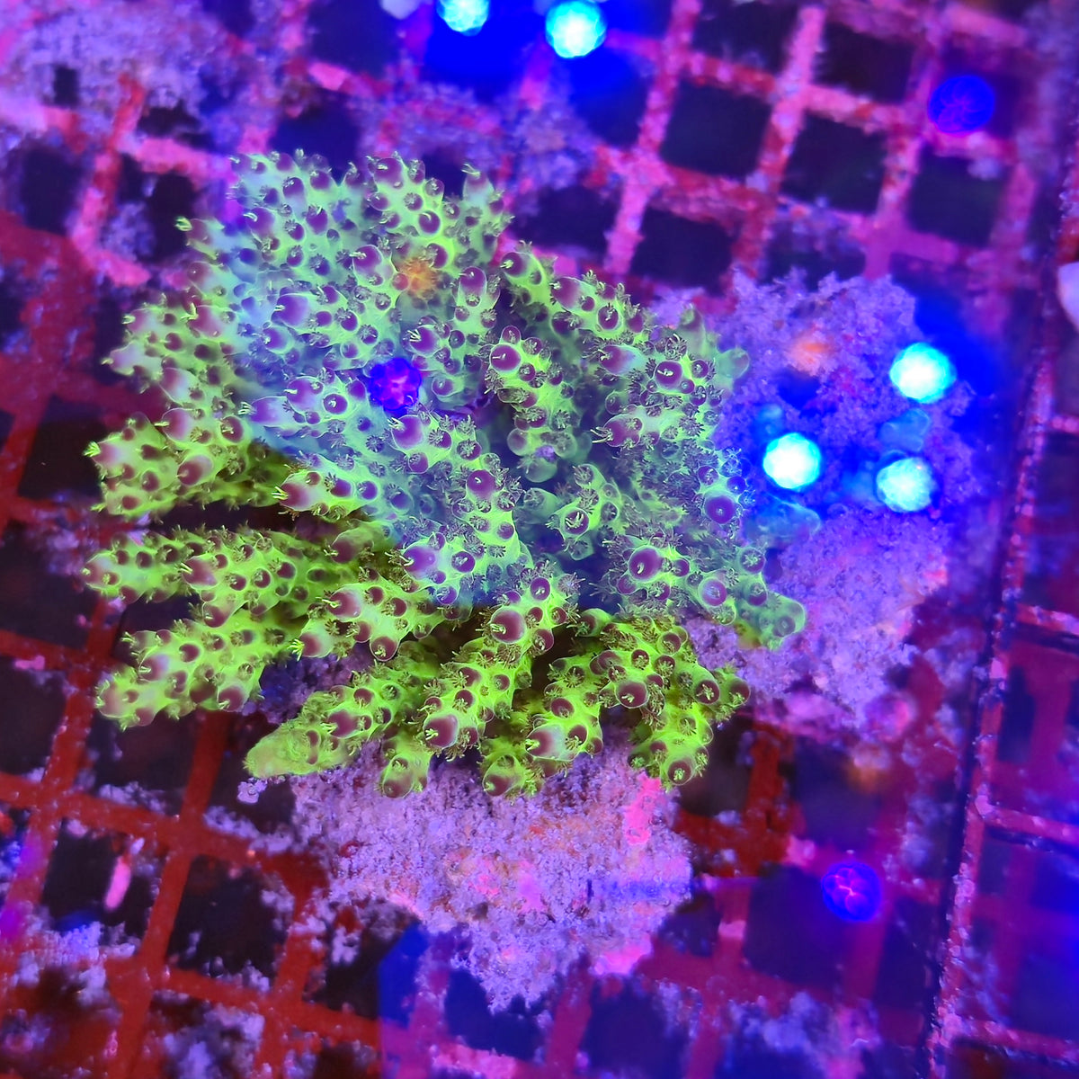Australian Acropora Colony A8