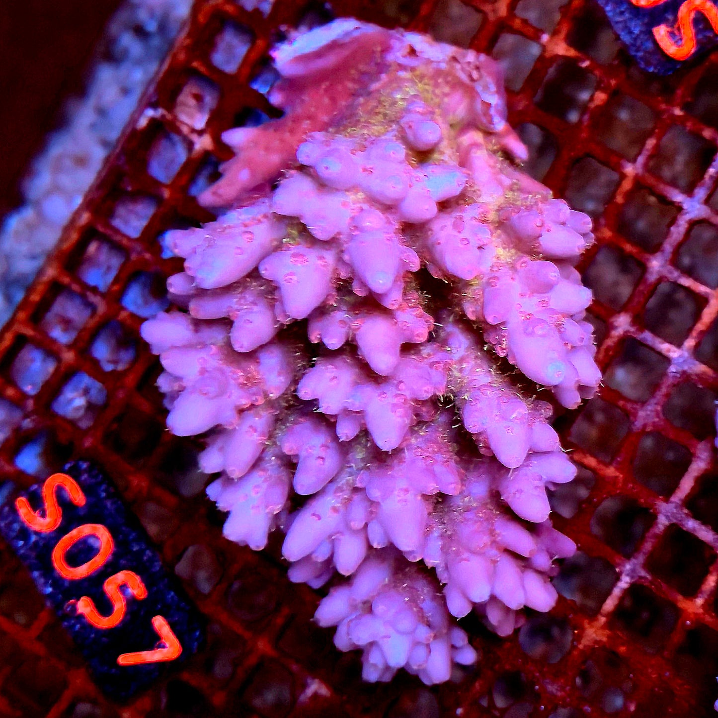 Australian SPS S057