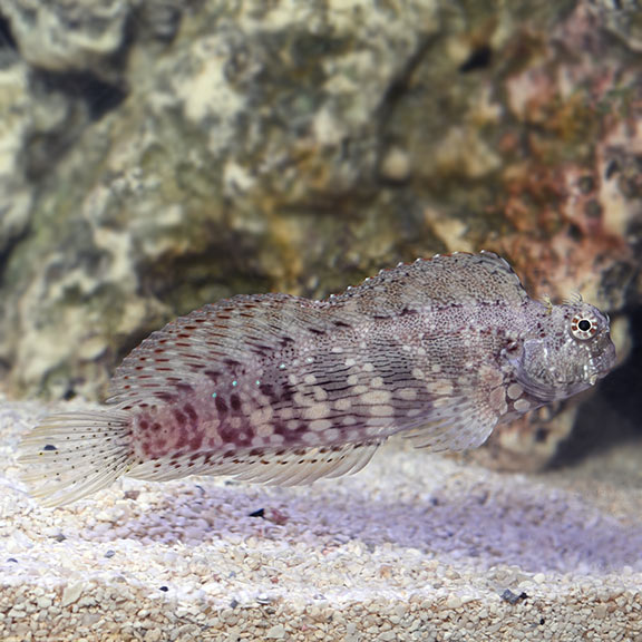 Jewelled Rockskipper - Salarias fasciatus