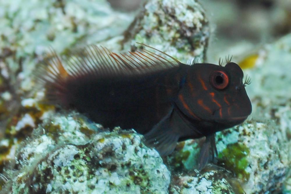 Chestnut eyelash-blenny - Cirripectes castaneus