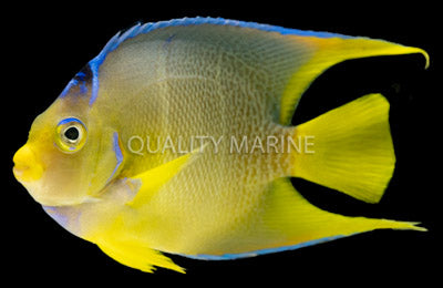 Townsend Queen Angel HYBRID - Holacanthus ciliaris x isabelita (MediumL)