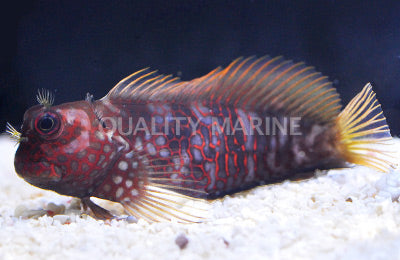 Ember Blenny - Cirripectes stigmaticus (Micronesia)