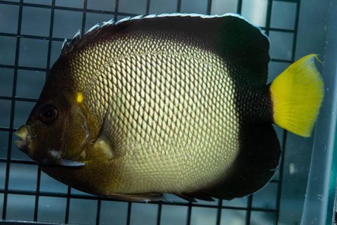 Red Sea Anglefish - Apolemichthys xanthurus