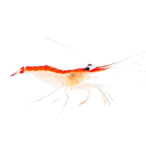 Cleaner Shrimp - Hippolysmata grabhami