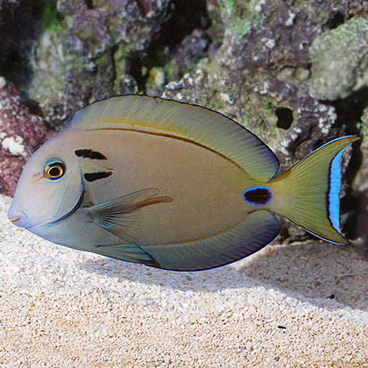 Lieutenant Tang - Acanthurus tennenti JUVENILE