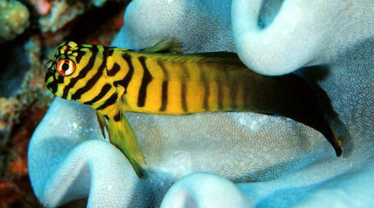 Chestnut eyelash-blenny - Cirripectes castaneus
