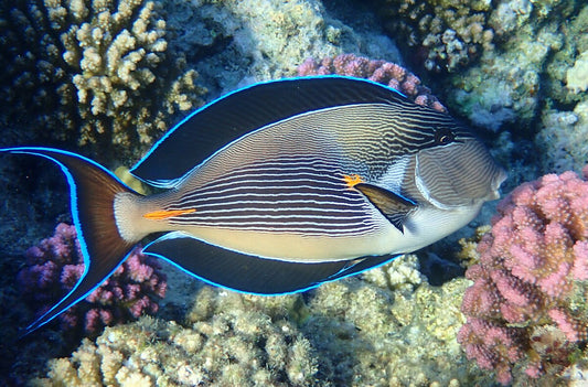 Sohal Tang - Acanthurus Sohal (SMALL)