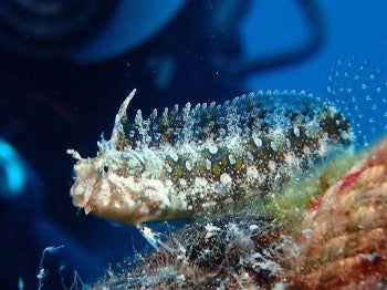 Floral Blenny (Helmeted Blenny) - Petroscirtes mitratus