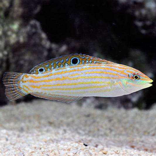 Adorned Wrasse - Halichoeres cosmetus