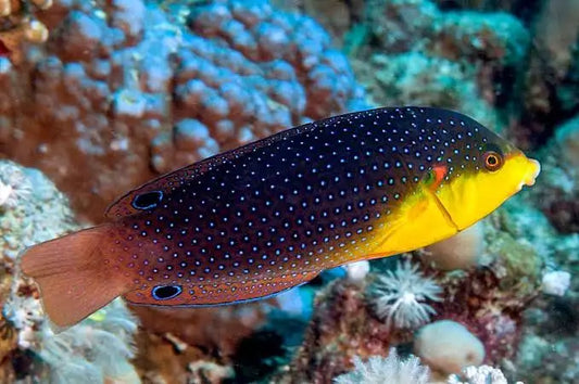 Yellowchest Twist Wrasse EXPERT ONLY - Anampses twistii