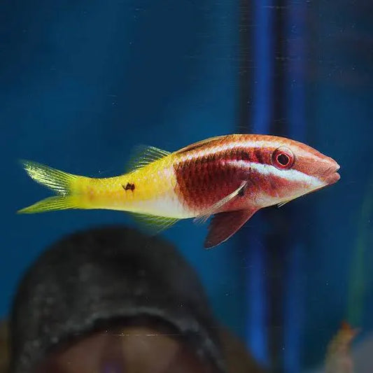 Bicolor Goatfish - Parupeneus barberinoides