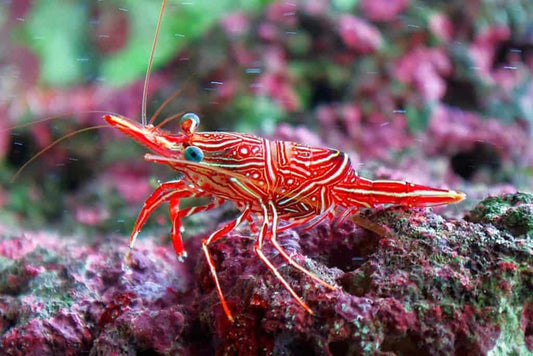 Camel Shrimp - Rhynchocinetes durbanensis