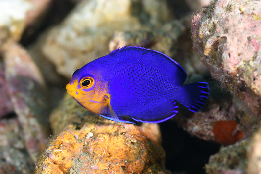 Atlantic pygmy angel - Centropyge argi